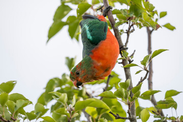 Photograph of an Australian King Parrot sitting and relaxing in a green leafy tree in the Blue Mountains in New South Wales, Australia.