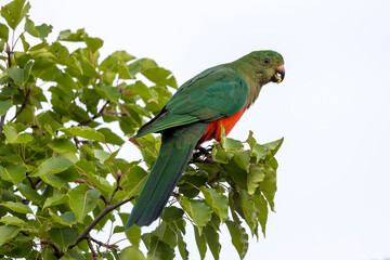 Photograph of an Australian King Parrot sitting and relaxing in a green leafy tree in the Blue Mountains in New South Wales, Australia.