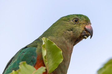 Photograph of an Australian King Parrot sitting and relaxing in a green leafy tree in the Blue...