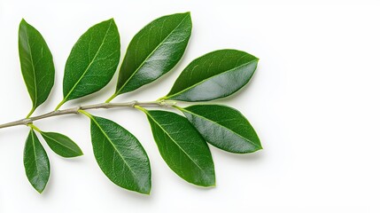 Obraz premium Closeup Green Branch With Leaves On White Background