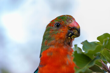 Photograph of an Australian King Parrot eating berries in a green leafy tree in the Blue Mountains in New South Wales, Australia.