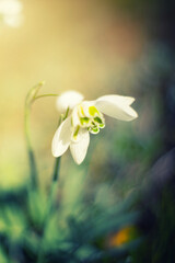 Śnieżyczka przebiśnieg (Galanthus nivalis L.), białe kwiaty wiosenne, rozmyte tło lub tapeta  © anettastar