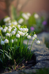 Śnieżyczka przebiśnieg (Galanthus nivalis L.), białe kwiaty wiosenne, rozmyte tło lub tapeta  © anettastar