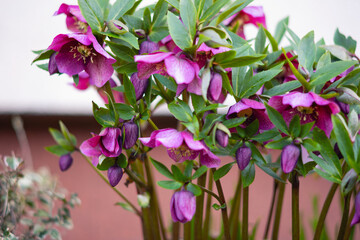 Ciemiernik (Helleborus L.), różowe kwiaty, sezon wiosenny w ogrodzie