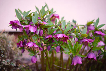 Ciemiernik (Helleborus L.), różowe kwiaty, sezon wiosenny w ogrodzie