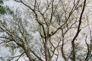 Sprawling Canopy of a Samanea Saman Tree Against the Sky