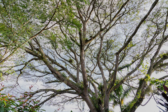 Sprawling Canopy of a Samanea Saman Tree Against the Sky