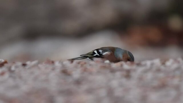 Pinz&oacute;n vulgar (Fringilla coelebs) comiendo en el parque natural Sierra de Mariola, Alcoy, Espa&ntilde;a
