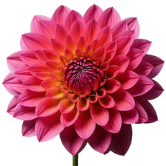 Fototapeta premium Close up view of a pink dahlia bloom with layers of petals isolated on transparent background