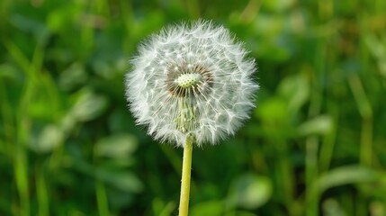Fototapeta premium Dandelion seeds on a green meadow in the springtime