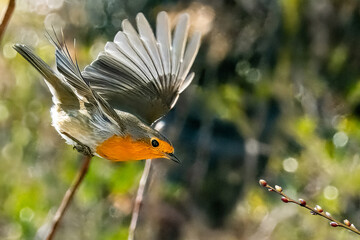 Un pettirosso (Erithacus rubecula) vola con le ali spiegate, illuminato dalla luce del sole, per...