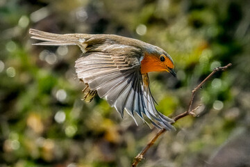 Un pettirosso (Erithacus rubecula) vola con le ali spiegate, illuminato dalla luce del sole, per...