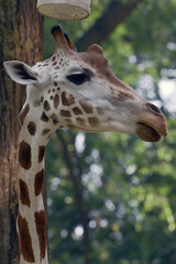 Close up of a west african giraffe
