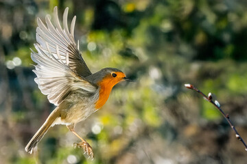 Un pettirosso (Erithacus rubecula) vola con le ali spiegate, illuminato dalla luce del sole, per raggiungere i rami di un albero.