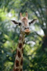Close up of a west african giraffe