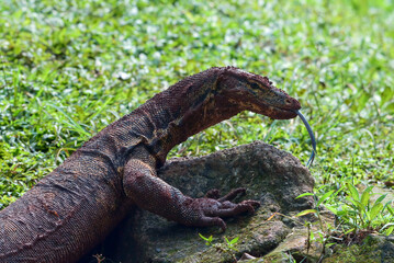 Asian monitor lizard is playing in the mud