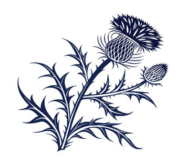 Scottish thistle vector Line art in Celtic style flower illustration