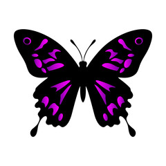 symmetrical purple and black butterfly