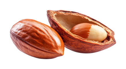 Harvesting cacao pods in tropical forest nature isolated on transparent background - Generative AI