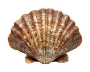 Collecting seashells on a beach nature scene isolated on transparent background - Generative AI