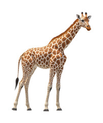 Naklejka premium Giraffe walking in wild animal portrait nature isolated on transparent background - Generative AI