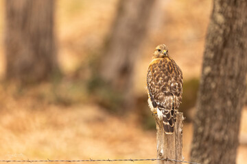 Owner/Operator/Photographer