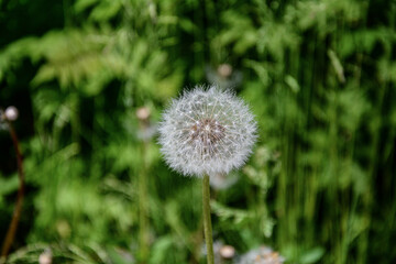 macro of dandelion on grass background
