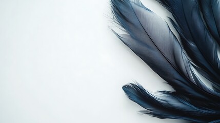 Obraz premium Dark blue feathers on white background; design element