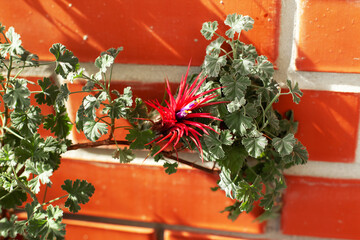 Beautiful blooming red tillandsia on branch of fragrant pelargonium with silver leaves. Home gardening, growing house plants on balcony or terrace, selective focus