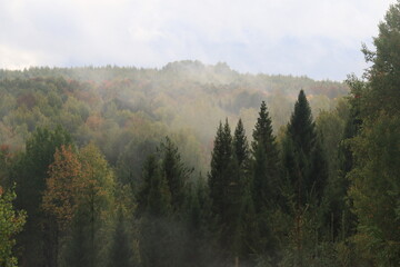 fog in the autumn forest