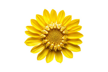 Fototapeta premium Yellow sunflower isolated on transparent background.