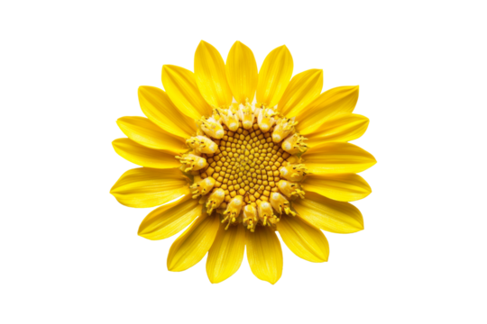Yellow sunflower isolated on transparent background. - Powered by Adobe