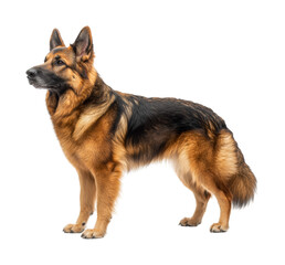 Playful german shepherd home pet side view loyalty isolated on transparent background - Generative AI