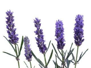 Lavender flowers in soft purple tones with green stems create calming atmosphere