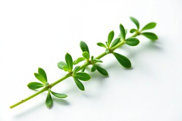 Freshly cut thyme stem against white background, plant, nature, studio