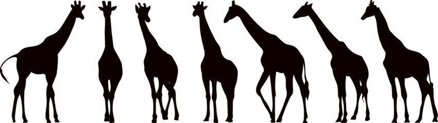 giraffes set silhouette on white background vector