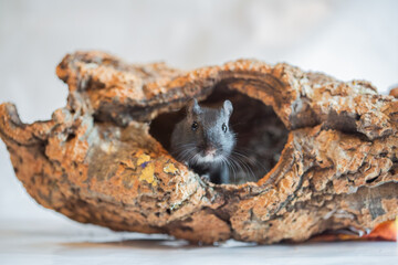Black gerbil, studio shot on white background