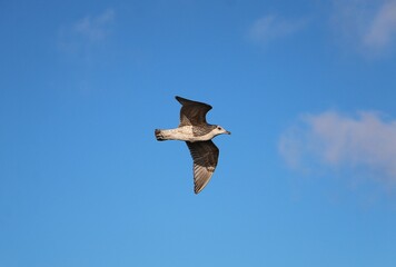closeup of a seagull flying in the blue sky