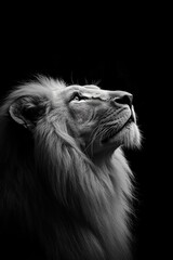 Majestic White Lion in Black and White