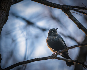 Rusty Blackbird