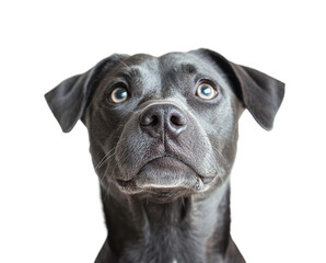 Obraz premium Curious dog portrait dog pet emotions isolated on transparent background - Generative AI