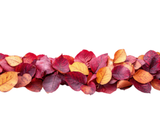 Autumn leaves arrangement nature beauty isolated on transparent background - Generative AI
