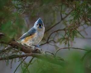 Tufted Titmouse