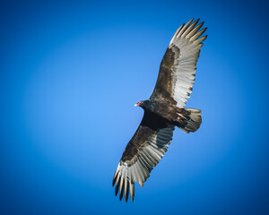 Turkey Vulture.