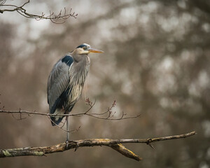 Great Blue Heron.