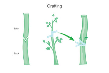 Grafting is a horticultural technique where tissues of two plants are joined to grow as one, combining desirable traits like disease resistance and improved yield. Botanical concept.
