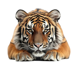 Fototapeta premium Tiger in portrait wildlife nature isolated on transparent background - Generative AI