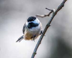 Obraz premium Black-Capped Chickadee.