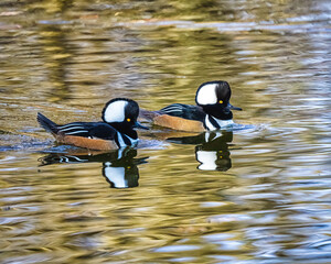 Hooded Merganser Male.