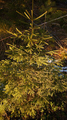 Fototapeta premium Pine tree